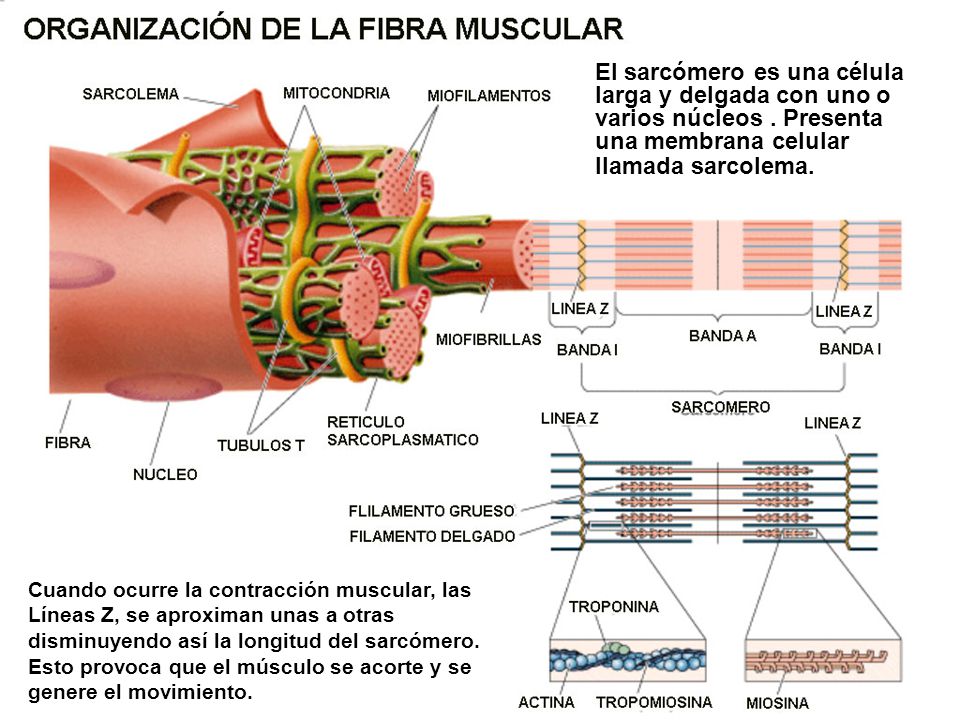 El sarcómero es una célula larga y delgada con uno o varios núcleos