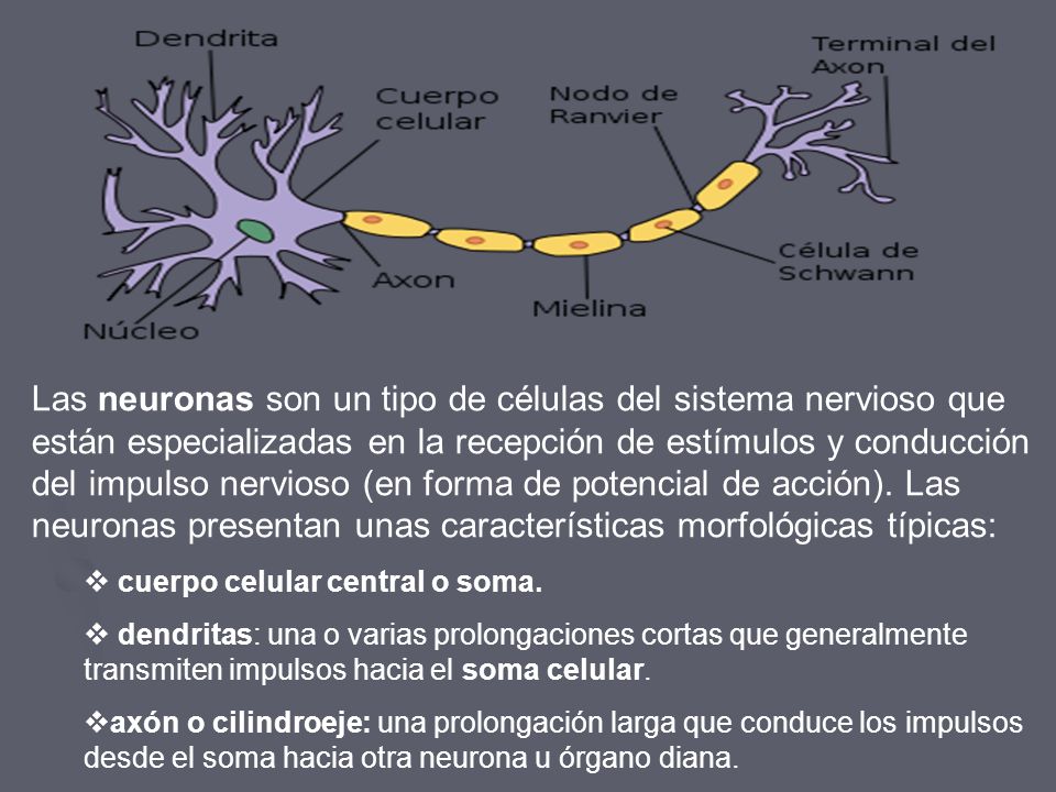 Las neuronas son un tipo de células del sistema nervioso que están especializadas en la recepción de estímulos y conducción del impulso nervioso (en forma de potencial de acción). Las neuronas presentan unas características morfológicas típicas: