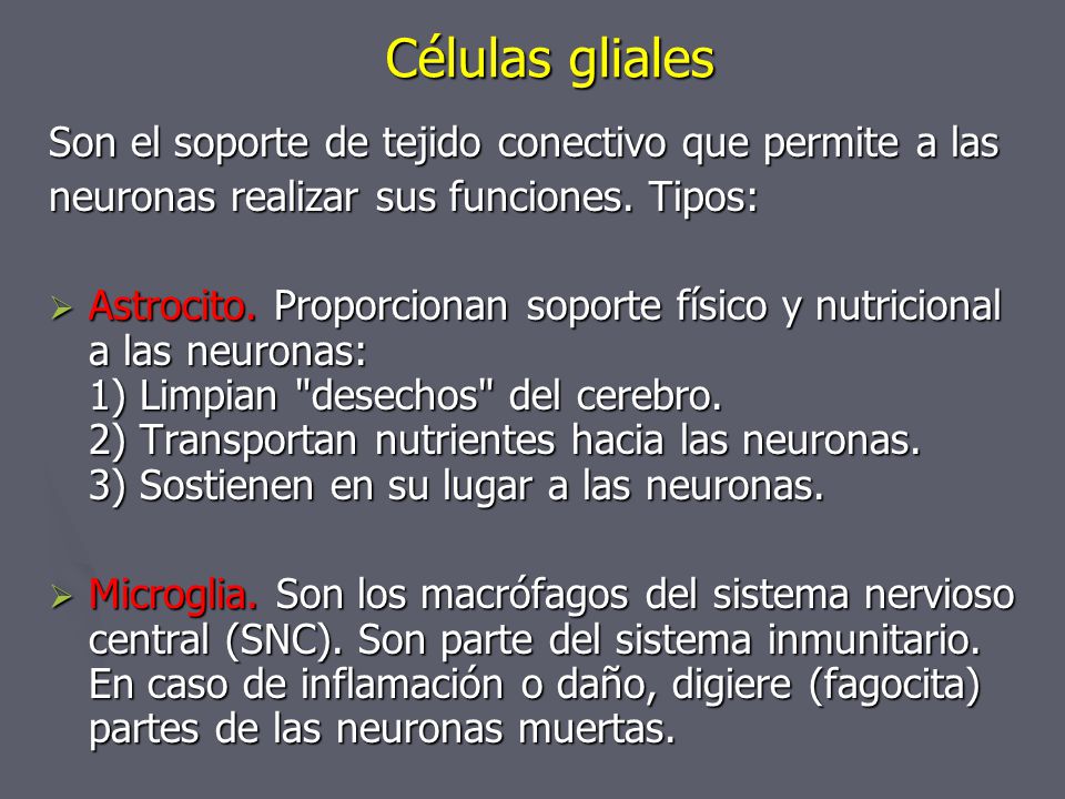 Células gliales Son el soporte de tejido conectivo que permite a las