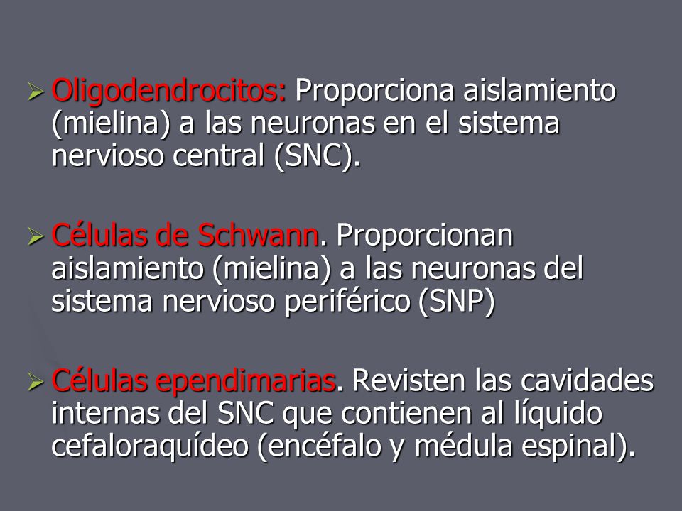 Oligodendrocitos: Proporciona aislamiento (mielina) a las neuronas en el sistema nervioso central (SNC).