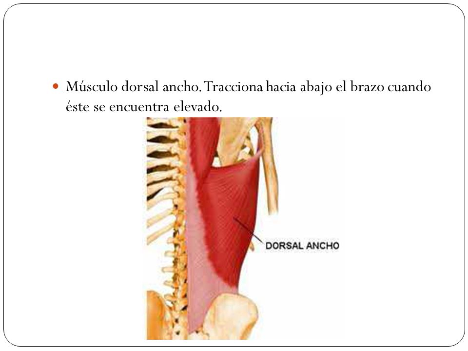 Músculo dorsal ancho. Tracciona hacia abajo el brazo cuando éste se encuentra elevado.
