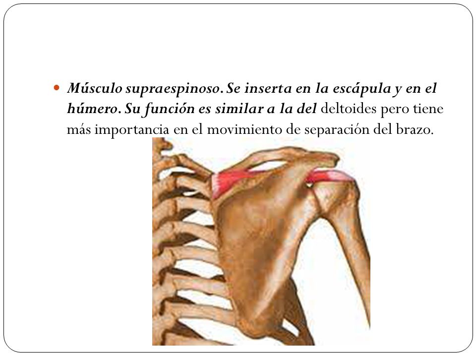 Músculo supraespinoso. Se inserta en la escápula y en el húmero