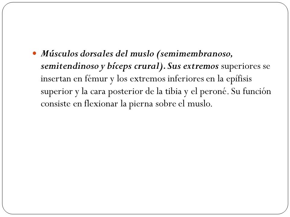 Músculos dorsales del muslo (semimembranoso, semitendinoso y bíceps crural).