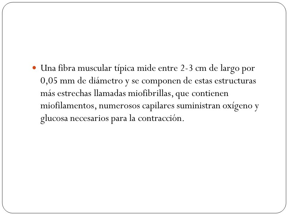 Una fibra muscular típica mide entre 2-3 cm de largo por 0,05 mm de diámetro y se componen de estas estructuras más estrechas llamadas miofibrillas, que contienen miofilamentos, numerosos capilares suministran oxígeno y glucosa necesarios para la contracción.