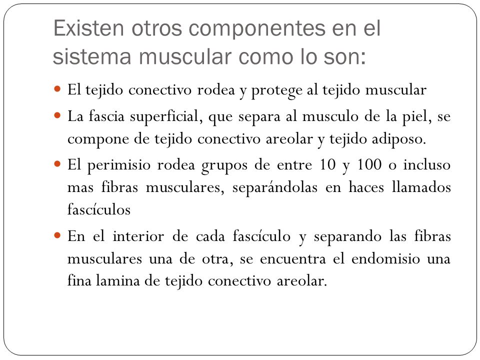 Existen otros componentes en el sistema muscular como lo son: