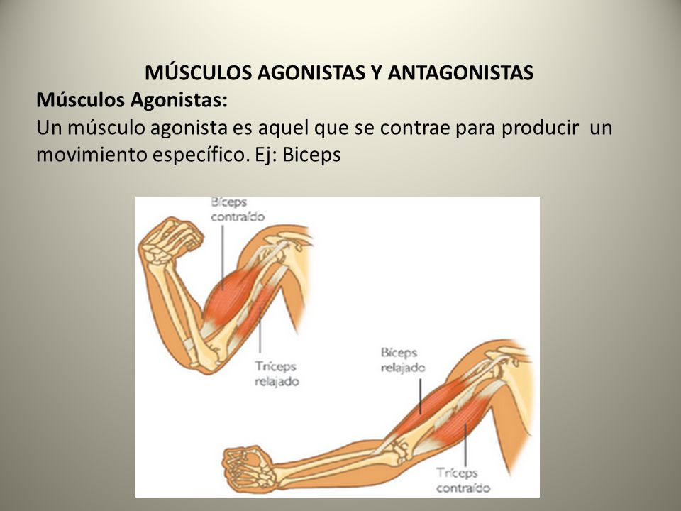 Resultado de imagen de musculos agonistas y antagonistas primaria