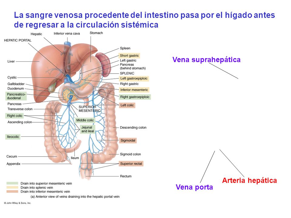 La sangre venosa procedente del intestino pasa por el hígado antes de regresar a la circulación sistémica