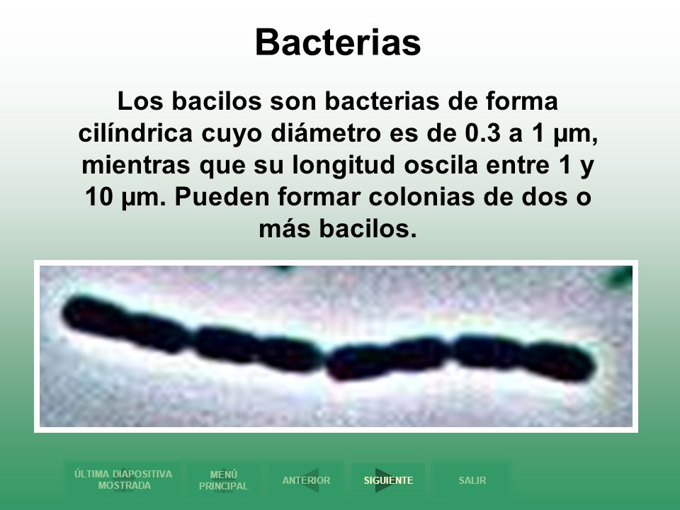 Bacterias