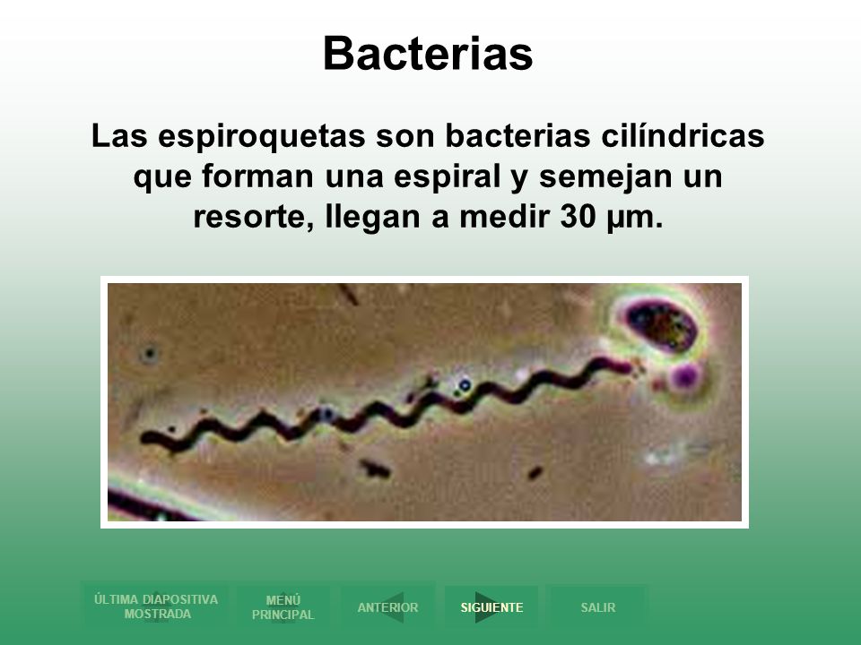 Bacterias Las espiroquetas son bacterias cilíndricas que forman una espiral y semejan un resorte, llegan a medir 30 µm.