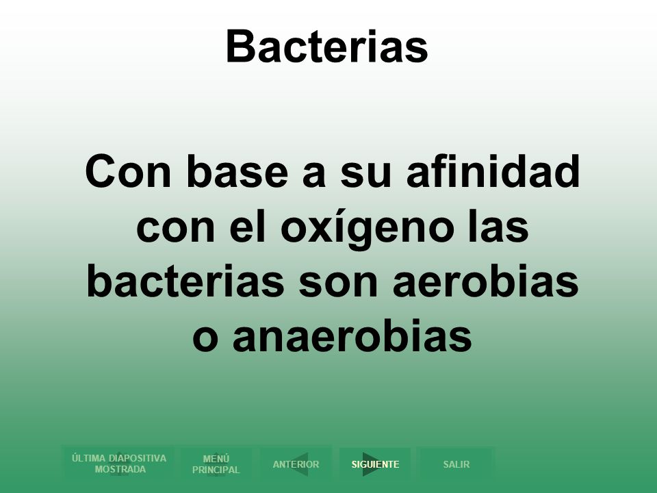 Bacterias Con base a su afinidad con el oxígeno las bacterias son aerobias o anaerobias