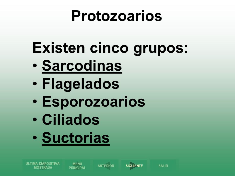 Protozoarios Existen cinco grupos: Sarcodinas Flagelados Esporozoarios Ciliados Suctorias
