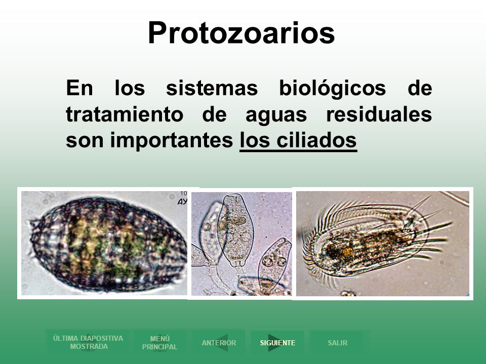 Protozoarios En los sistemas biológicos de tratamiento de aguas residuales son importantes los ciliados.