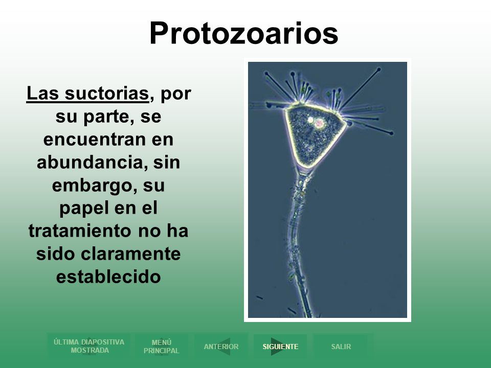 Protozoarios Las suctorias, por su parte, se encuentran en abundancia, sin embargo, su papel en el tratamiento no ha sido claramente establecido.
