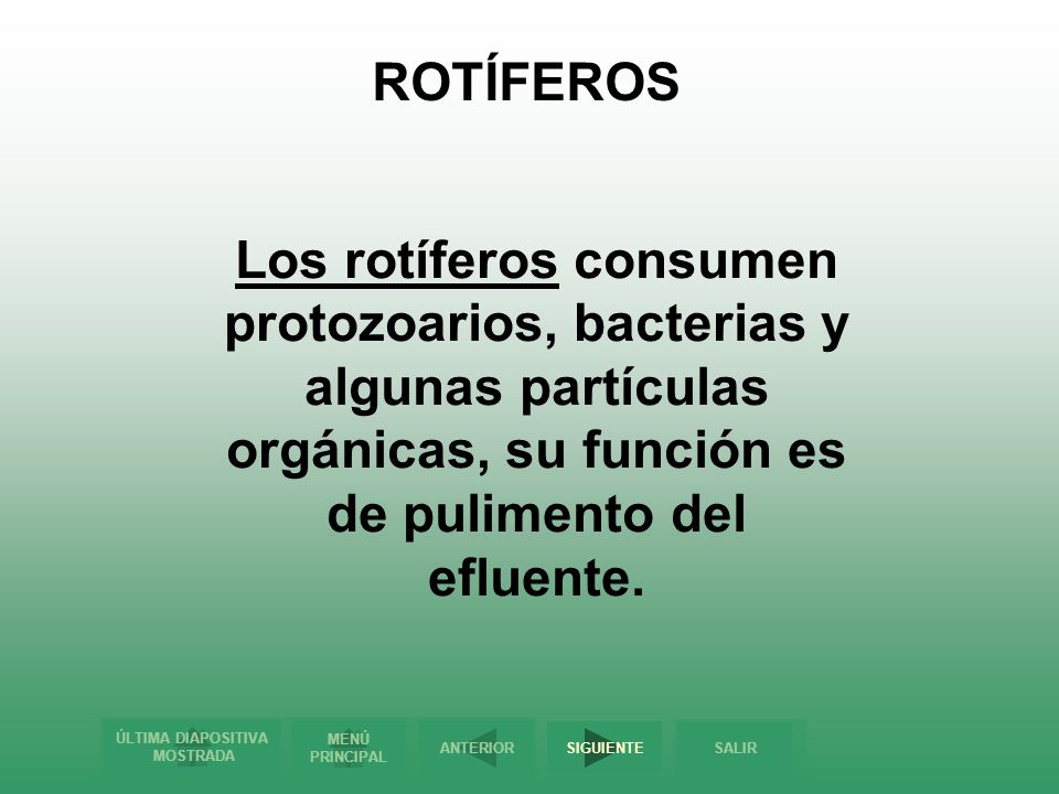 ROTÍFEROS Los rotíferos consumen protozoarios, bacterias y algunas partículas orgánicas, su función es de pulimento del efluente.