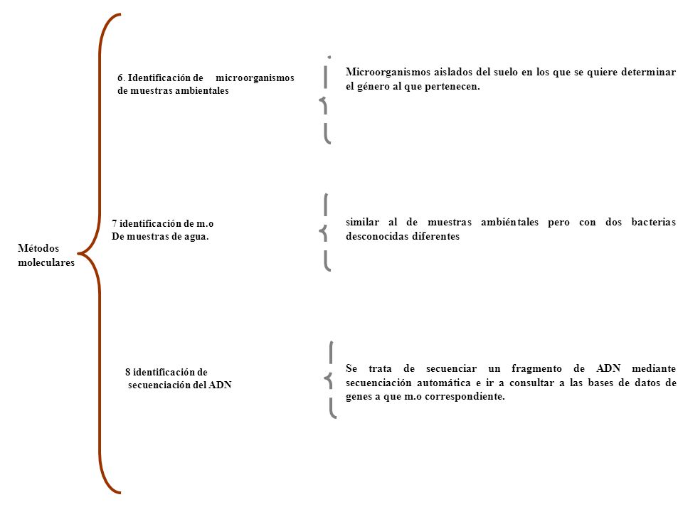 Microorganismos aislados del suelo en los que se quiere determinar el género al que pertenecen.