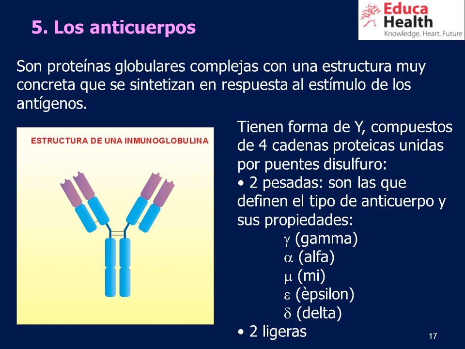 5. Los anticuerpos Son proteínas globulares complejas con una estructura muy concreta que se sintetizan en respuesta al estímulo de los antígenos.