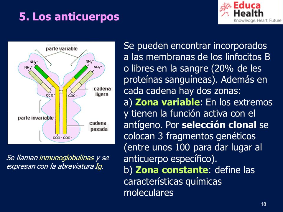 5. Los anticuerpos