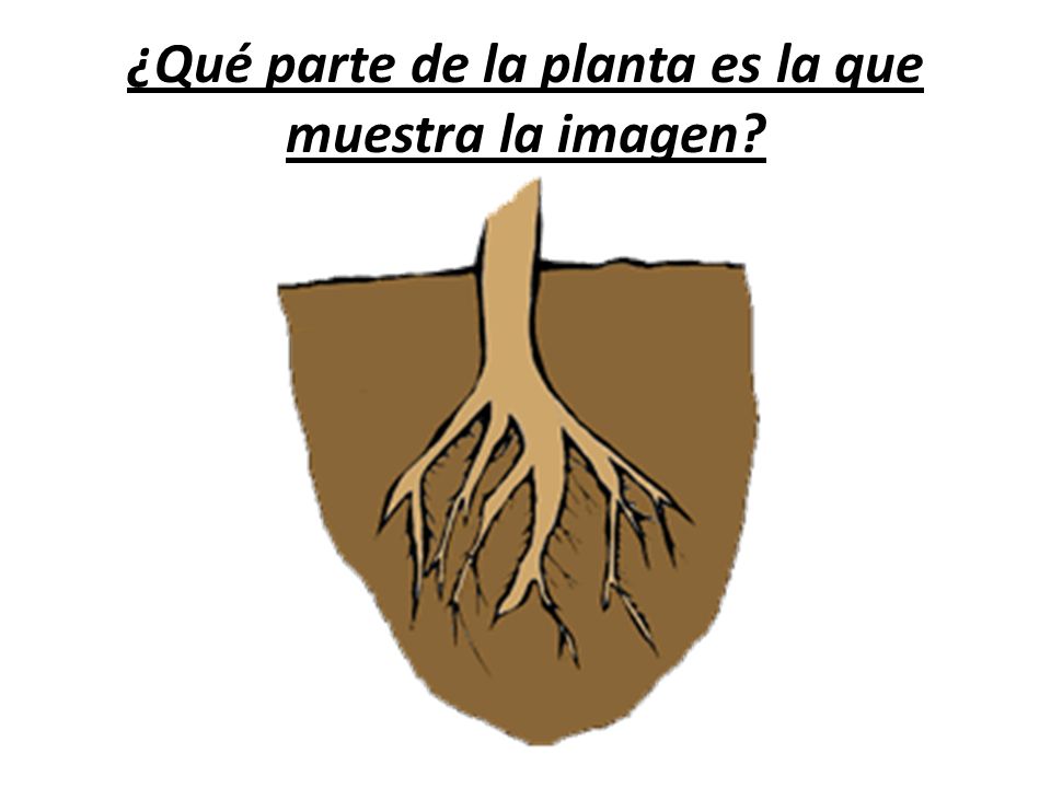 ¿Qué parte de la planta es la que muestra la imagen