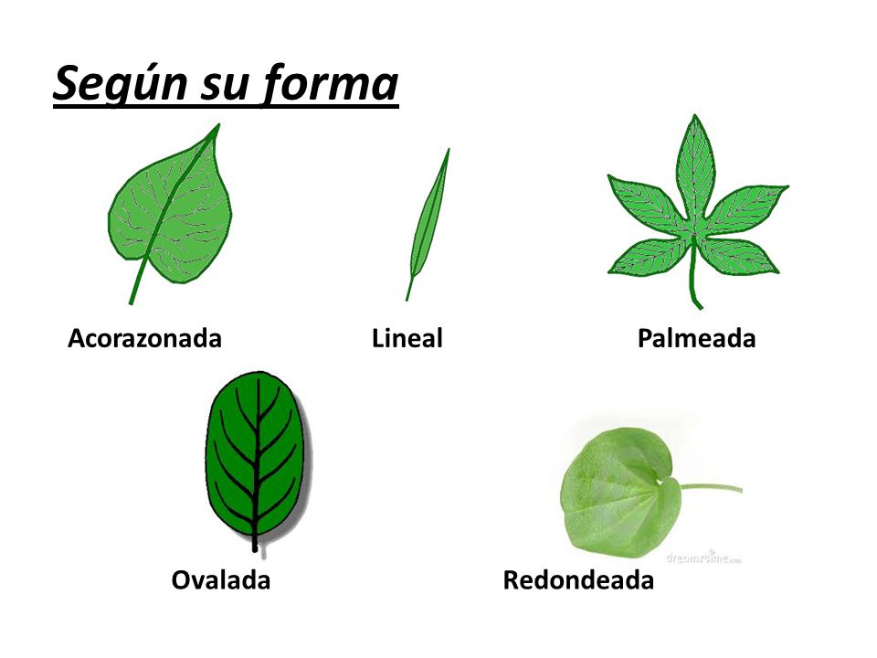 Según su forma Acorazonada Lineal Palmeada Ovalada Redondeada