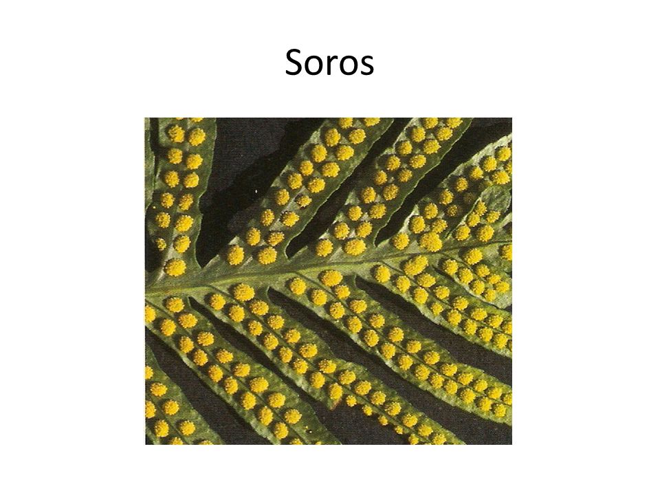Soros