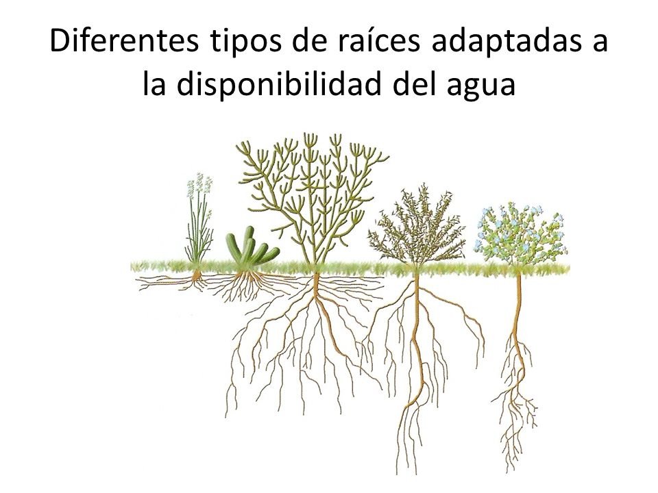 Diferentes tipos de raíces adaptadas a la disponibilidad del agua