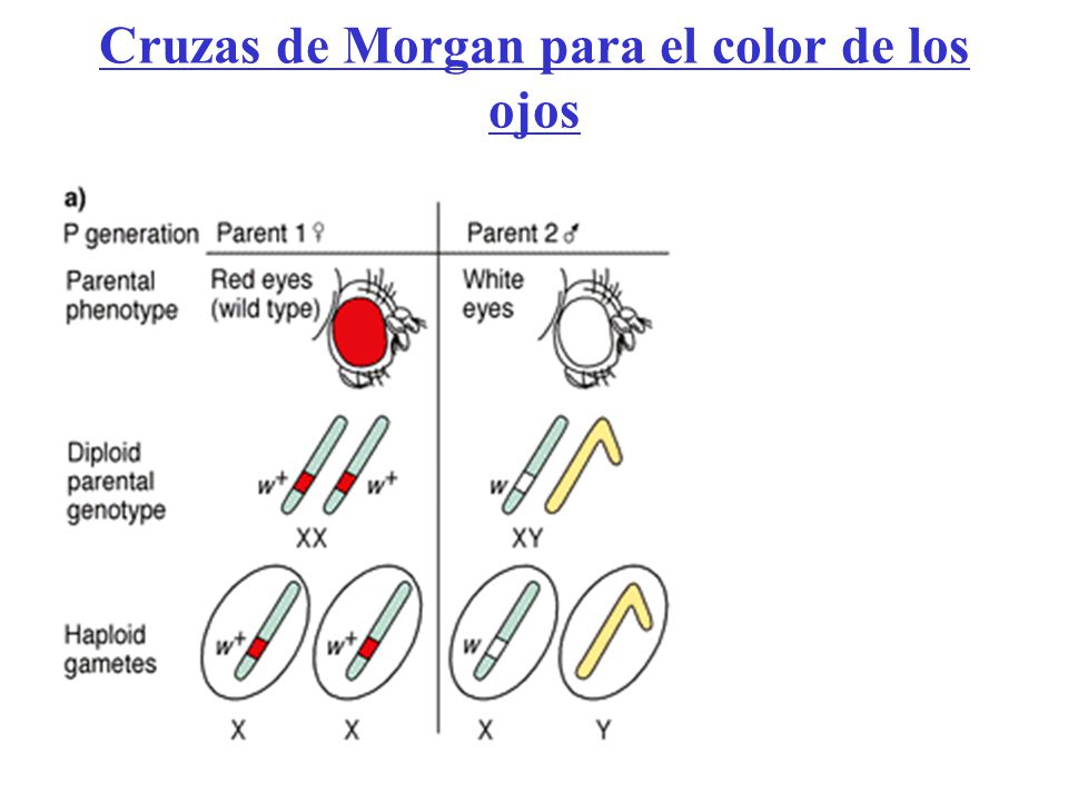 Cruzas de Morgan para el color de los ojos