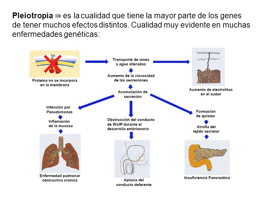 Pleiotropia ⇒ es la cualidad que tiene la mayor parte de los genes