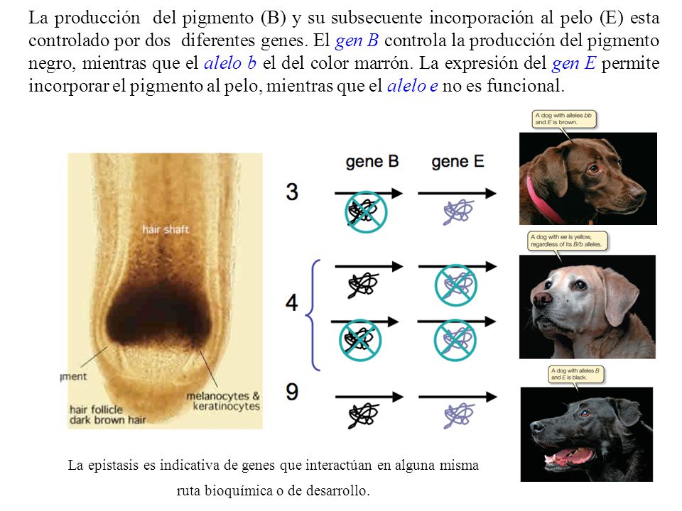 La producción del pigmento (B) y su subsecuente incorporación al pelo (E) esta controlado por dos diferentes genes. El gen B controla la producción del pigmento negro, mientras que el alelo b el del color marrón. La expresión del gen E permite incorporar el pigmento al pelo, mientras que el alelo e no es funcional.