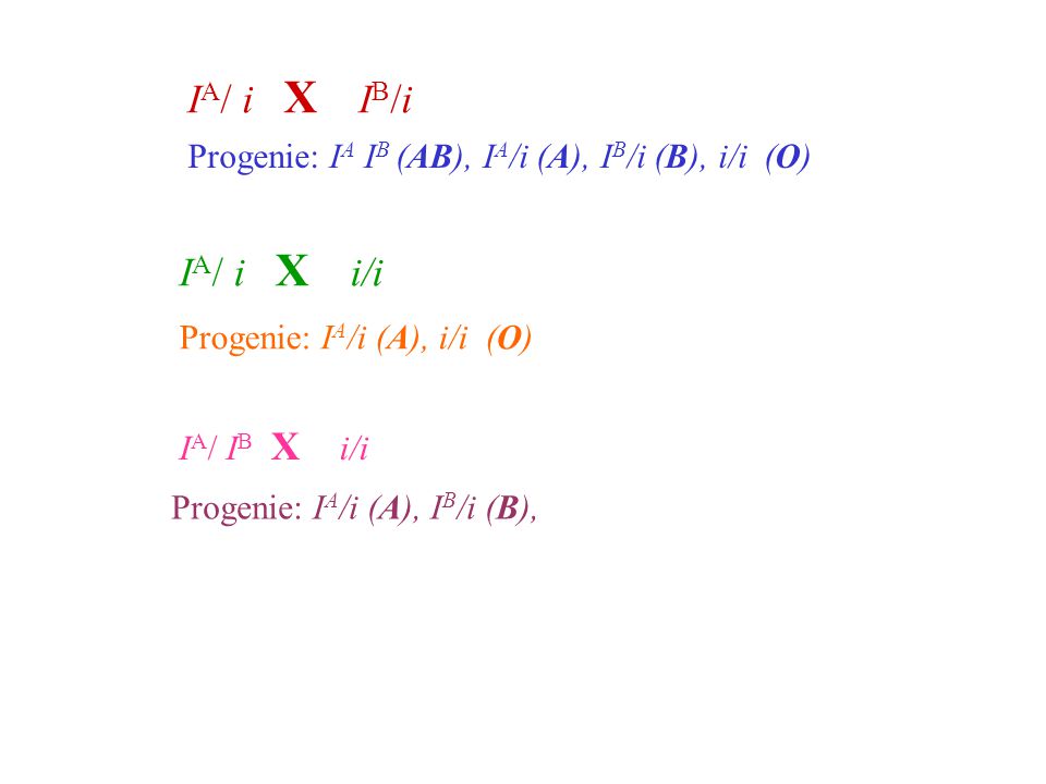 IA/ i X IB/i Progenie: IA IB (AB), IA/i (A), IB/i (B), i/i (O) IA/ i X i/i. Progenie: IA/i (A), i/i (O)
