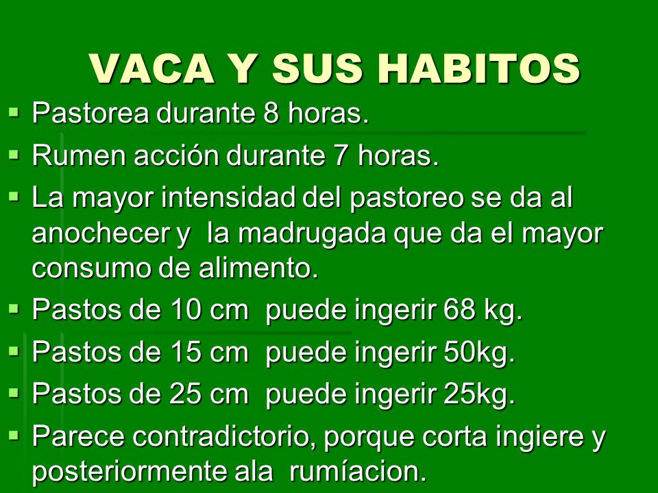 VACA Y SUS HABITOS Pastorea durante 8 horas.