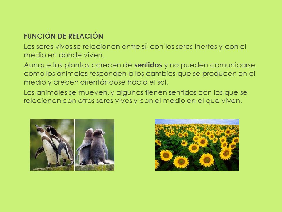 FUNCIÓN DE RELACIÓN Los seres vivos se relacionan entre sí, con los seres inertes y con el medio en donde viven.