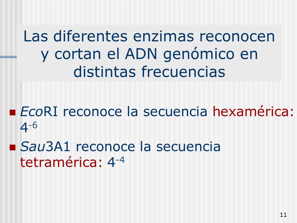 Las diferentes enzimas reconocen y cortan el ADN genómico en distintas frecuencias