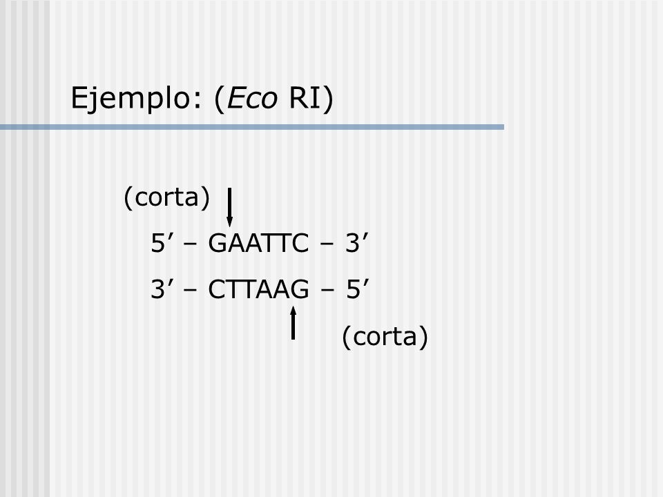 Ejemplo: (Eco RI) (corta) 5’ – GAATTC – 3’ 3’ – CTTAAG – 5’