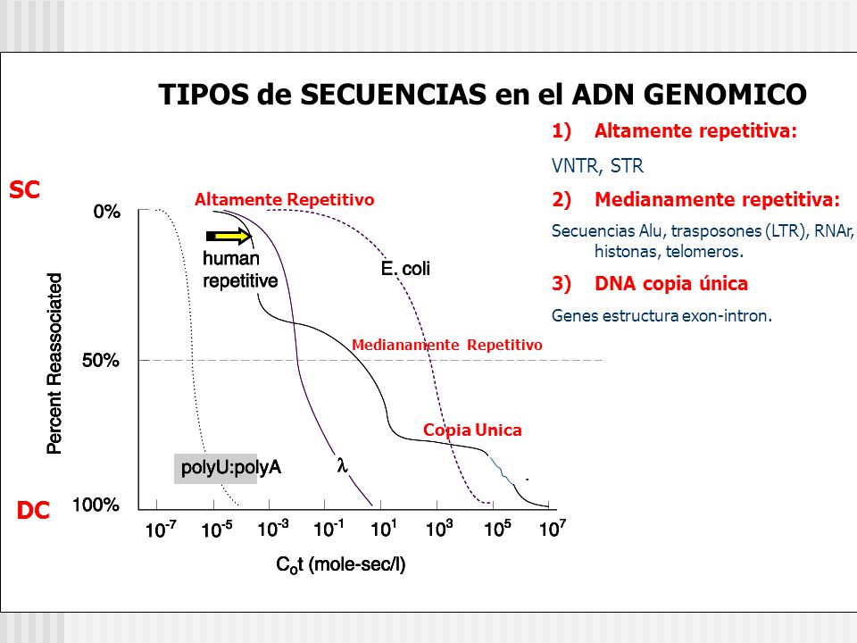 TIPOS de SECUENCIAS en el ADN GENOMICO