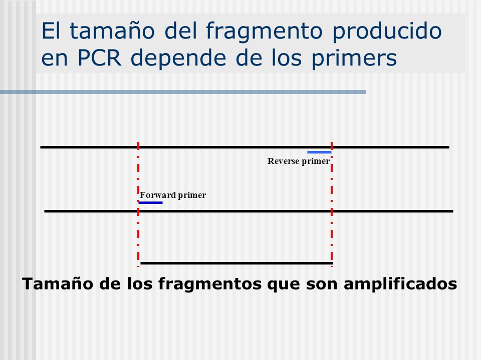 El tamaño del fragmento producido en PCR depende de los primers