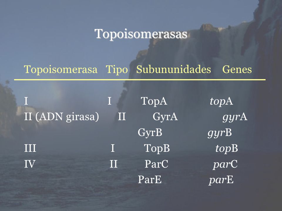 Topoisomerasas Topoisomerasa Tipo Subununidades Genes I I TopA topA II (ADN girasa) II GyrA gyrA GyrB gyrB III I TopB topB IV II ParC parC ParE parE
