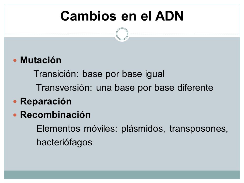 Cambios en el ADN Mutación Transición: base por base igual