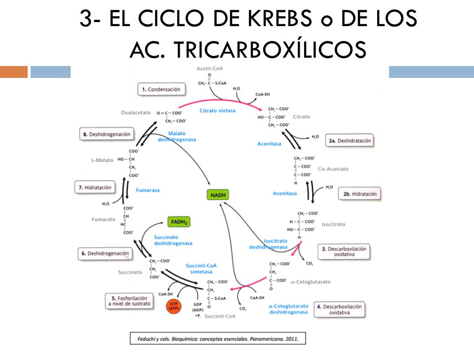 3- EL CICLO DE KREBS o DE LOS AC. TRICARBOXÍLICOS