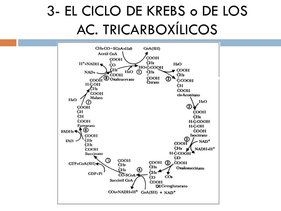 3- EL CICLO DE KREBS o DE LOS AC. TRICARBOXÍLICOS