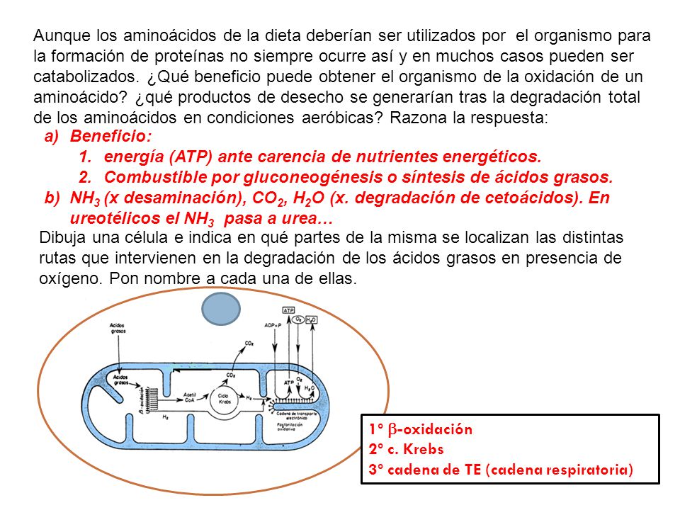 Aunque los aminoácidos de la dieta deberían ser utilizados por el organismo para la formación de proteínas no siempre ocurre así y en muchos casos pueden ser catabolizados. ¿Qué beneficio puede obtener el organismo de la oxidación de un aminoácido ¿qué productos de desecho se generarían tras la degradación total de los aminoácidos en condiciones aeróbicas Razona la respuesta: