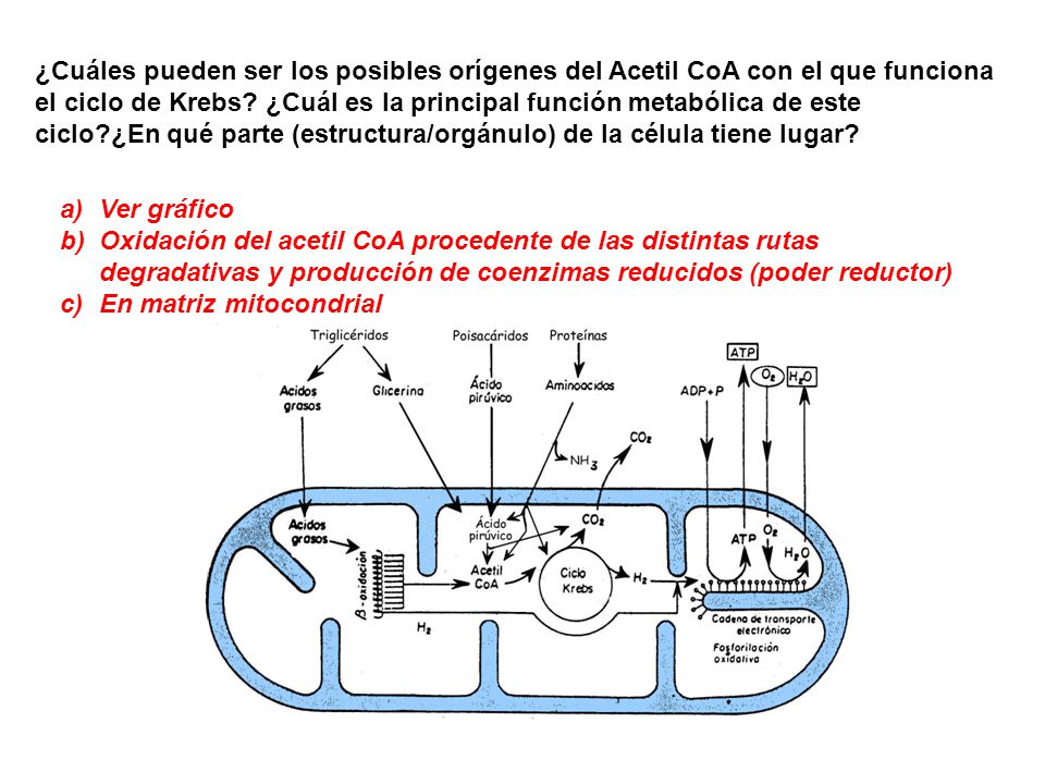 ¿Cuáles pueden ser los posibles orígenes del Acetil CoA con el que funciona el ciclo de Krebs ¿Cuál es la principal función metabólica de este ciclo ¿En qué parte (estructura/orgánulo) de la célula tiene lugar