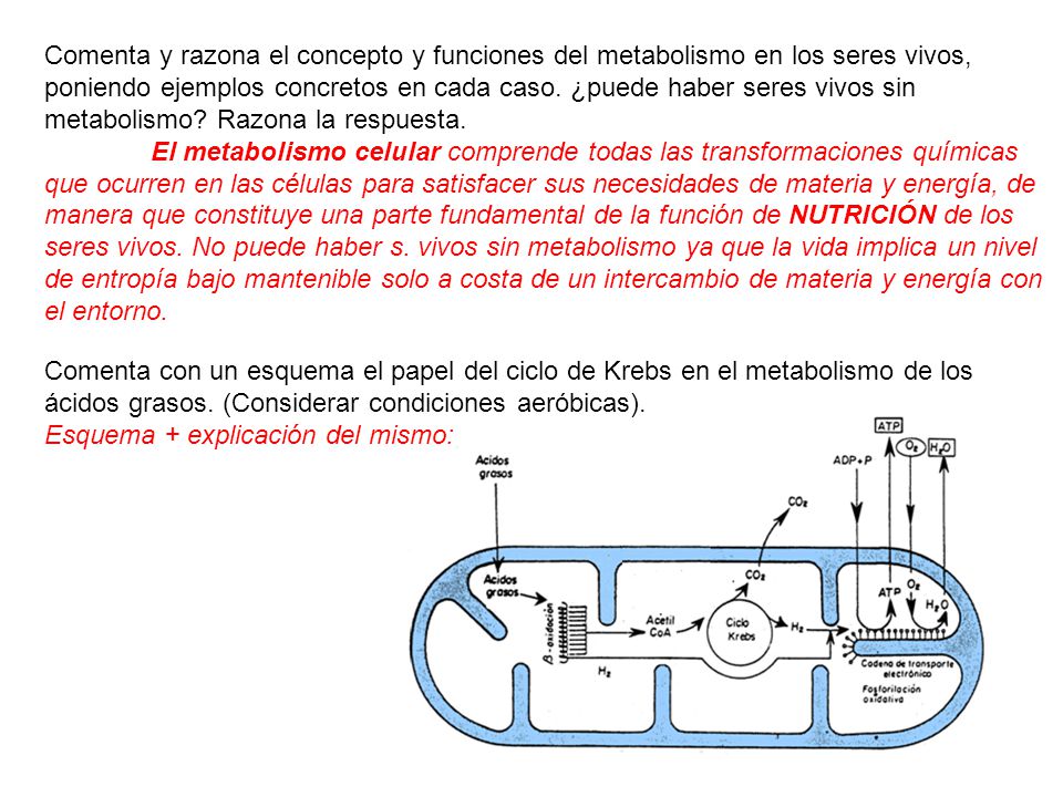 Comenta y razona el concepto y funciones del metabolismo en los seres vivos, poniendo ejemplos concretos en cada caso. ¿puede haber seres vivos sin metabolismo Razona la respuesta.