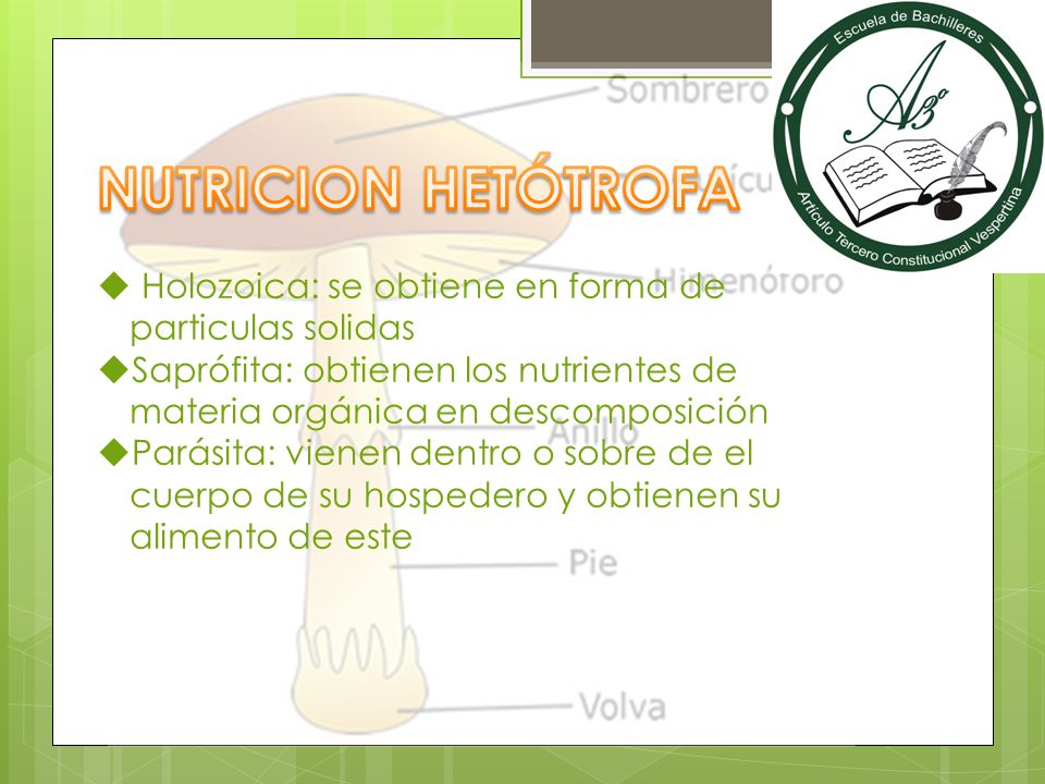 NUTRICION HETÓTROFA Holozoica: se obtiene en forma de particulas solidas. Saprófita: obtienen los nutrientes de materia orgánica en descomposición.