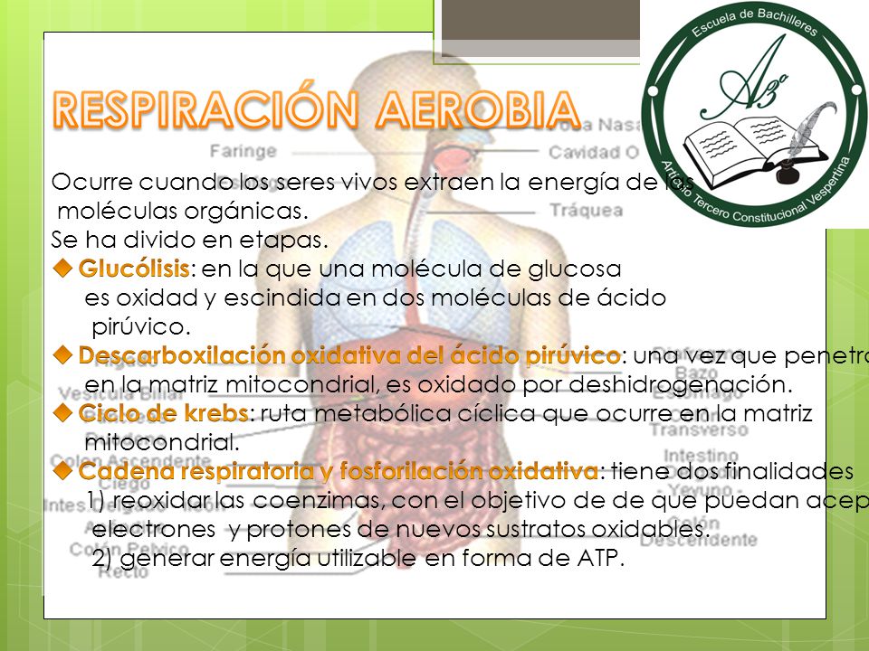 RESPIRACIÓN AEROBIA Ocurre cuando los seres vivos extraen la energía de las. moléculas orgánicas. Se ha divido en etapas.