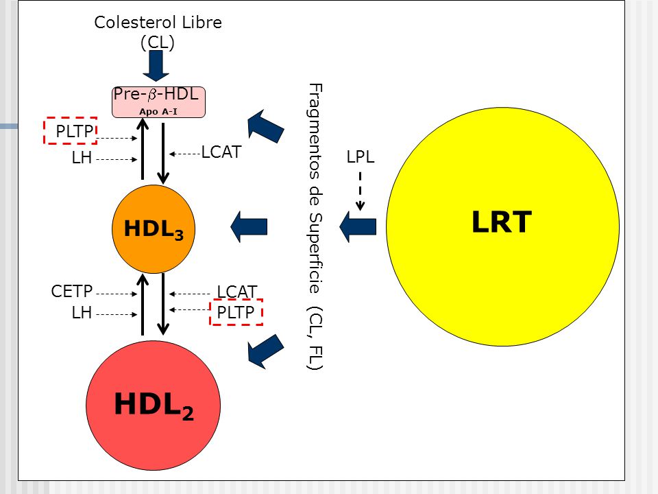LRT HDL2 HDL3 Colesterol Libre (CL) Pre--HDL PLTP LCAT LH LPL