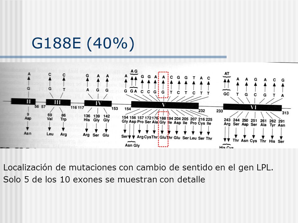 G188E (40%) Localización de mutaciones con cambio de sentido en el gen LPL.