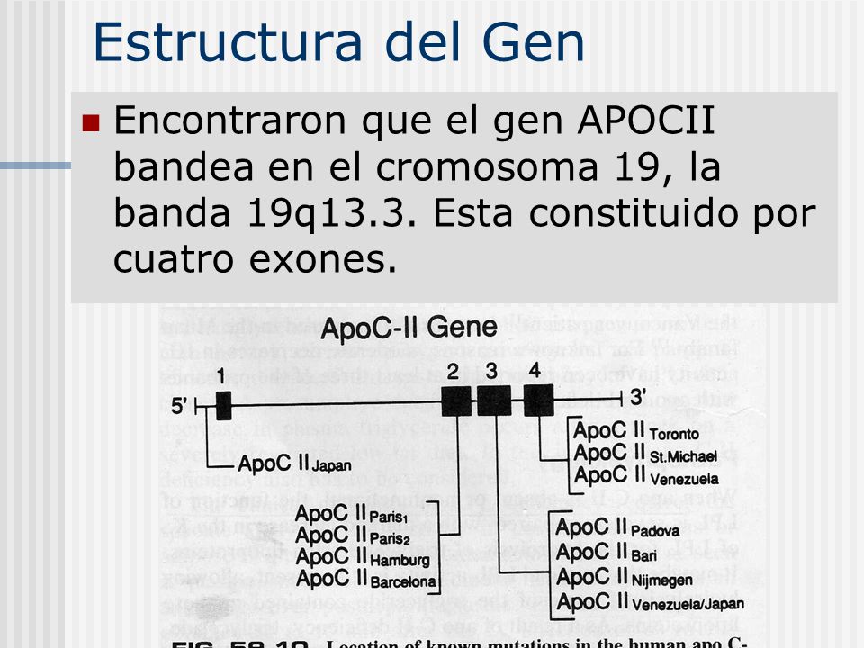 Estructura del Gen Encontraron que el gen APOCII bandea en el cromosoma 19, la banda 19q13.3.