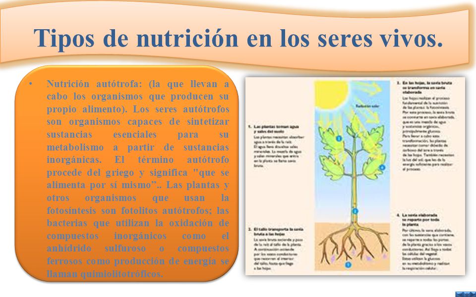 Tipos de nutrición en los seres vivos.
