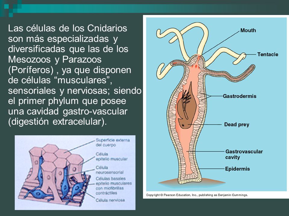Las células de los Cnidarios son más especializadas y diversificadas que las de los Mesozoos y Parazoos (Poríferos) , ya que disponen de células musculares , sensoriales y nerviosas; siendo el primer phylum que posee una cavidad gastro-vascular (digestión extracelular).
