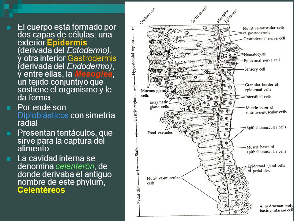 El cuerpo está formado por dos capas de células: una exterior Epidermis (derivada del Ectodermo), y otra interior Gastrodermis (derivada del Endodermo), y entre ellas, la Mesoglea, un tejido conjuntivo que sostiene el organismo y le da forma.